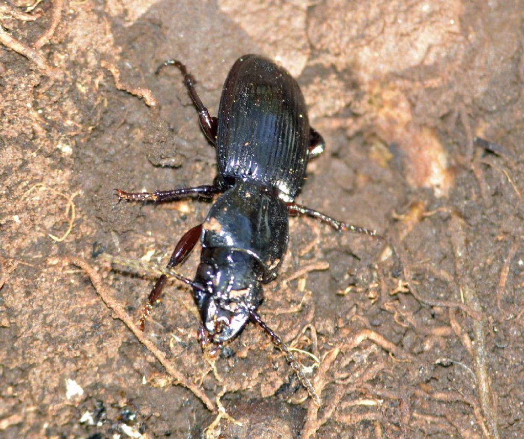 Carabidae id. - Molops sp.